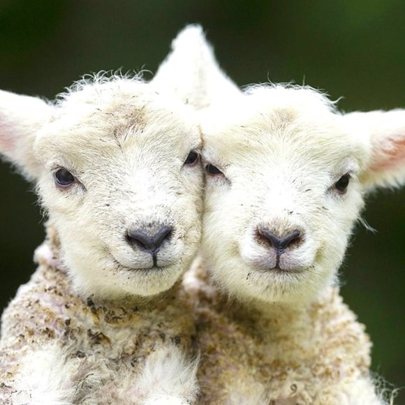 Meet your Posher, Crystal - Picture 1 of 1